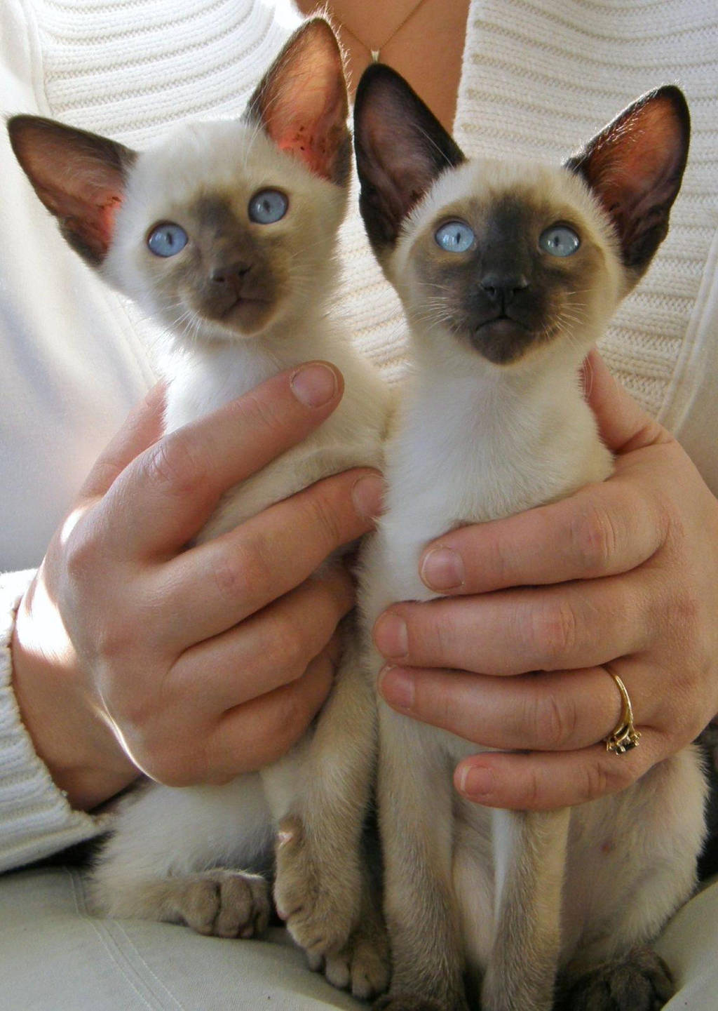 beautiful cats wallpapers