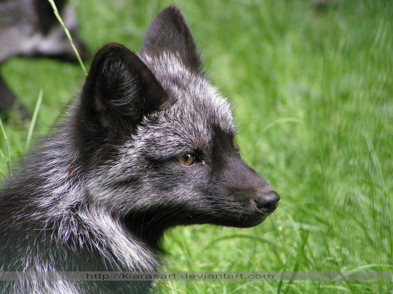 baby fox face by KIARAsART
