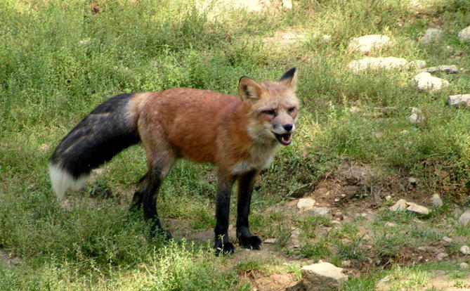 red fox with black tail by KIARAsART on DeviantArt