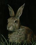 Brown Rabbit by nudge1