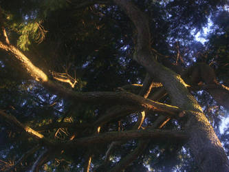 Looking Up by Jungle-UrbanWarrior
