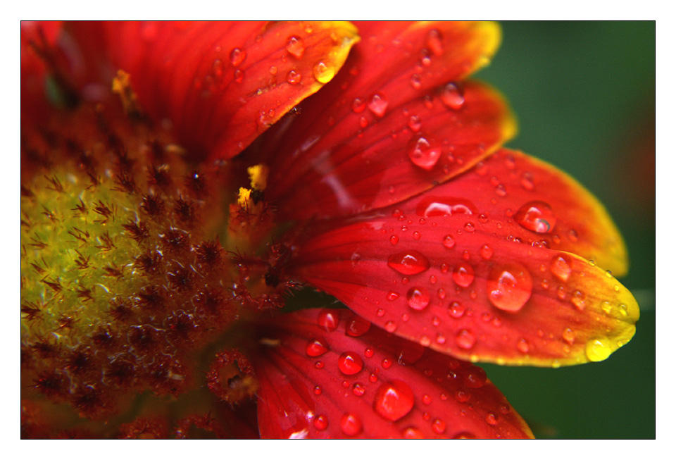 flower 8 by xanadian