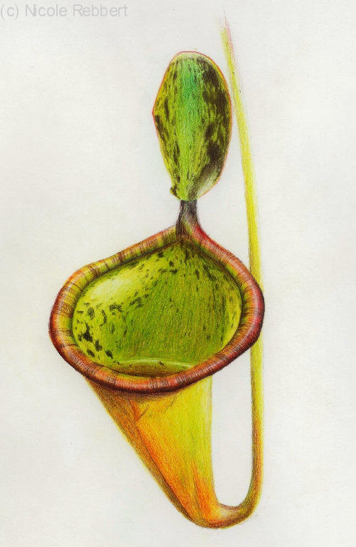 Nepenthes attenboroughii by Quelchii