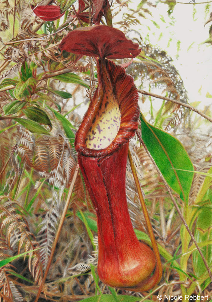 Pitcher plant (drawing) by Quelchii