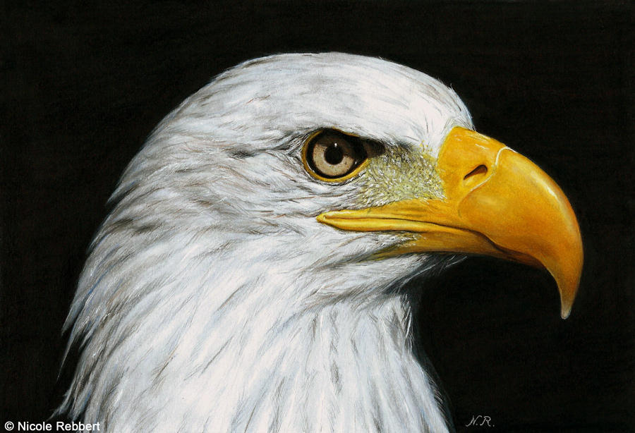 Eagle drawing by Quelchii