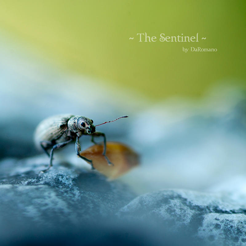 The Sentinel by DaRomano