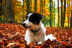 Archie Border Collie Autumn by LW-M-E-D-I-A