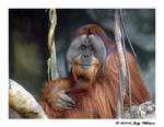 Gentle Soul by Tazzy-