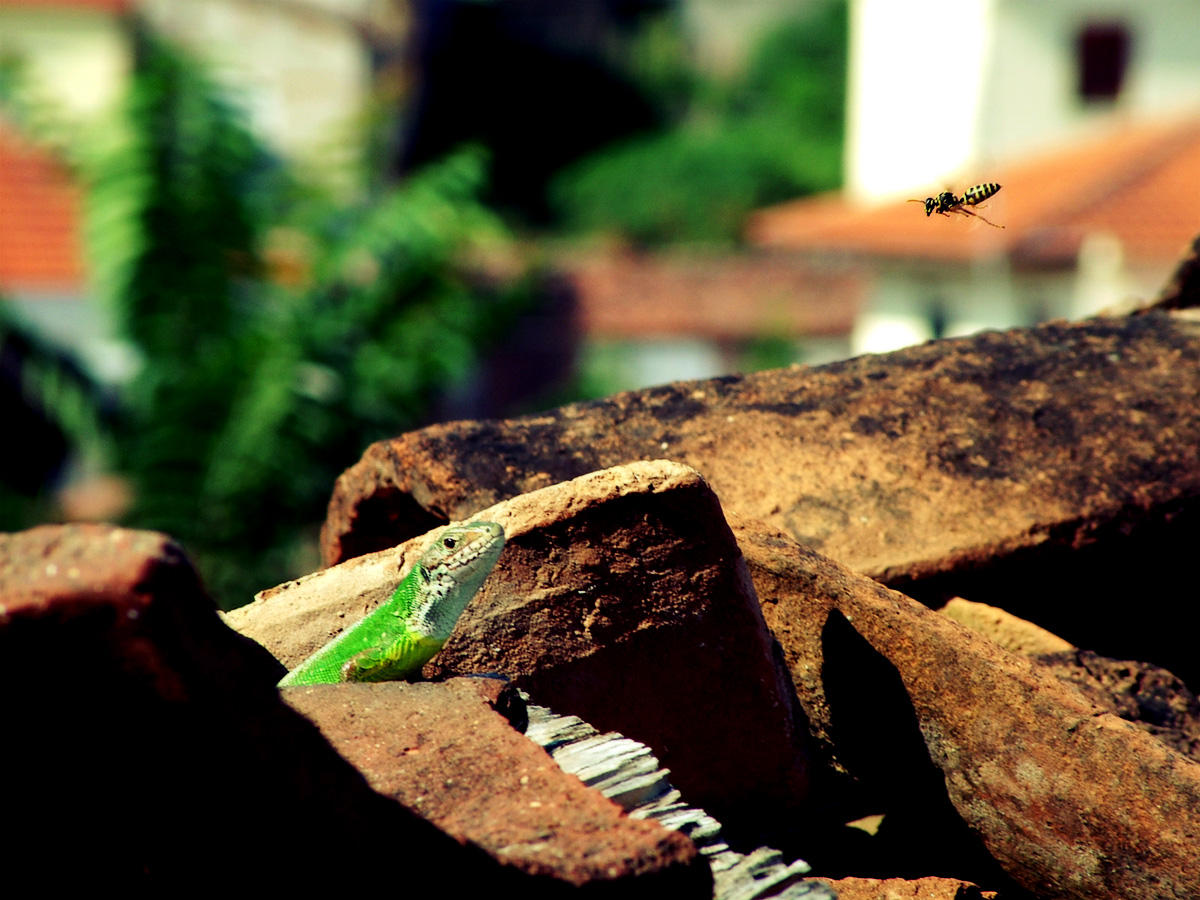The Lizard and the Wasp by fluxuspoem
