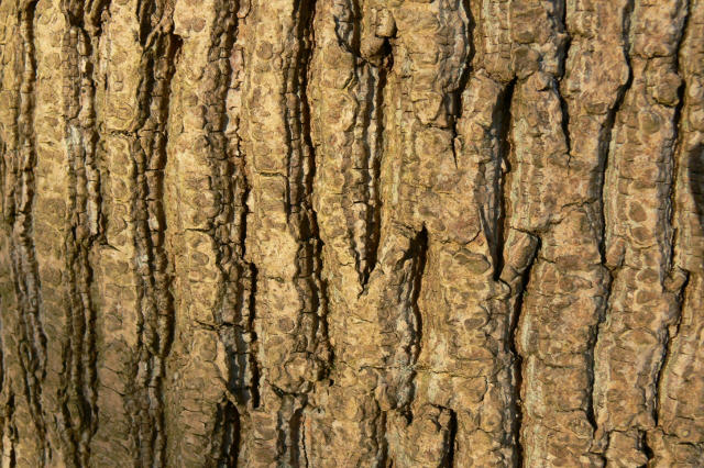 Bark Art... I lost count by Sinande