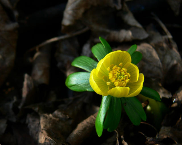 Dreams of Spring by Sinande