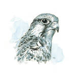 Hawk (Saker) Study by popChar