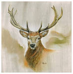 Red Deer Drawing by popChar