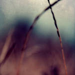 Nature's painting love 10 by tgphotographer