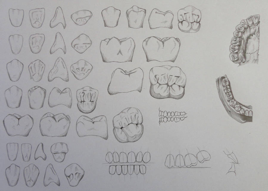 tooth morphology by law3208 on deviantart tooth morphology