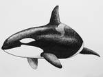 Orca by whitetippedwaves