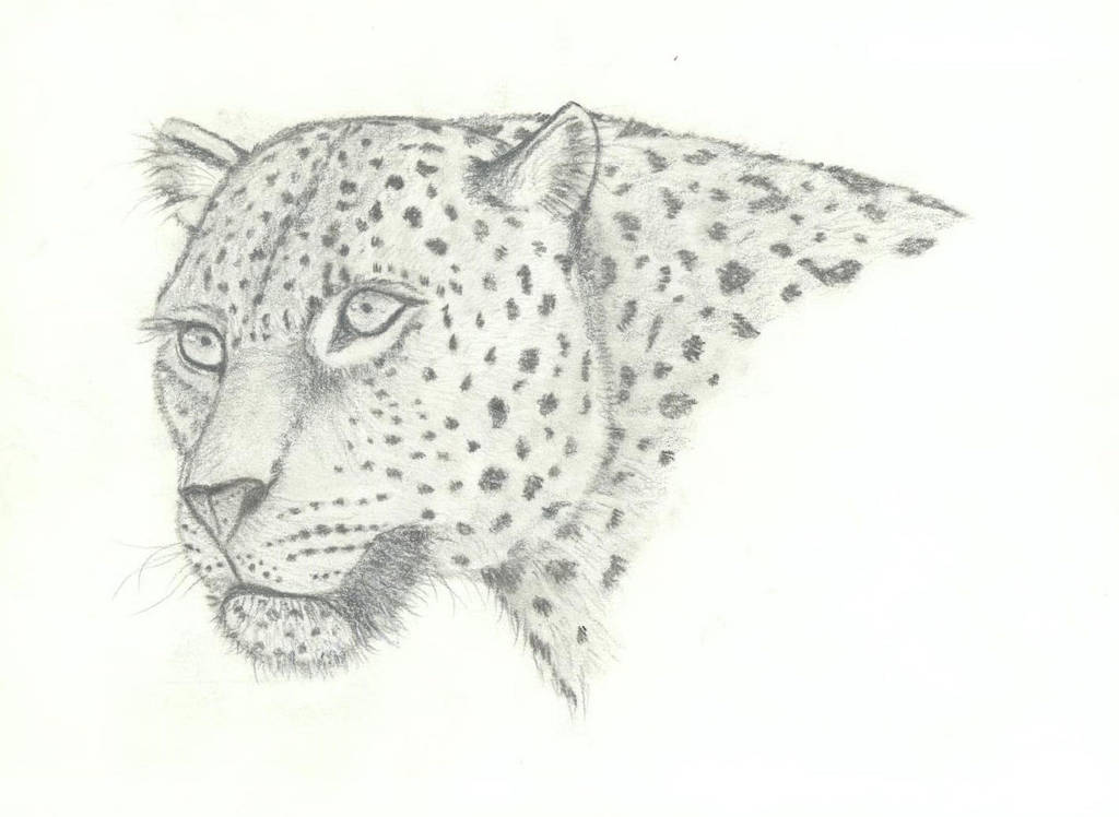 Leopard by getupp