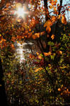 Autumn Magic by Passion4Photos