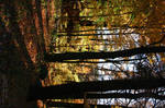 Autumn Woods by Passion4Photos