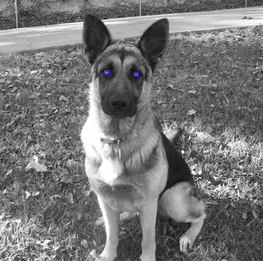 blue eyed german shepherd