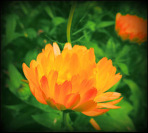 Yellow Flower For Athina by surrealistic-gloom Yellow Flower For Athina by surrealistic-gloom