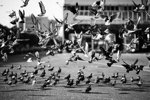 power of wings by S-t-r-a-n-g-e