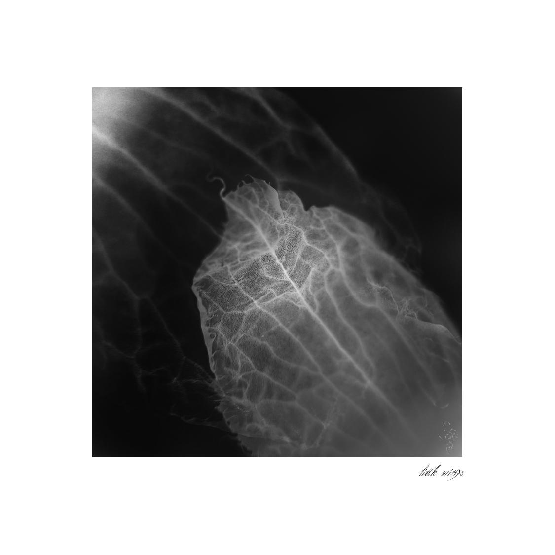 paper leaf by Lumbe