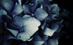 Flowers in blue by a-w-o
