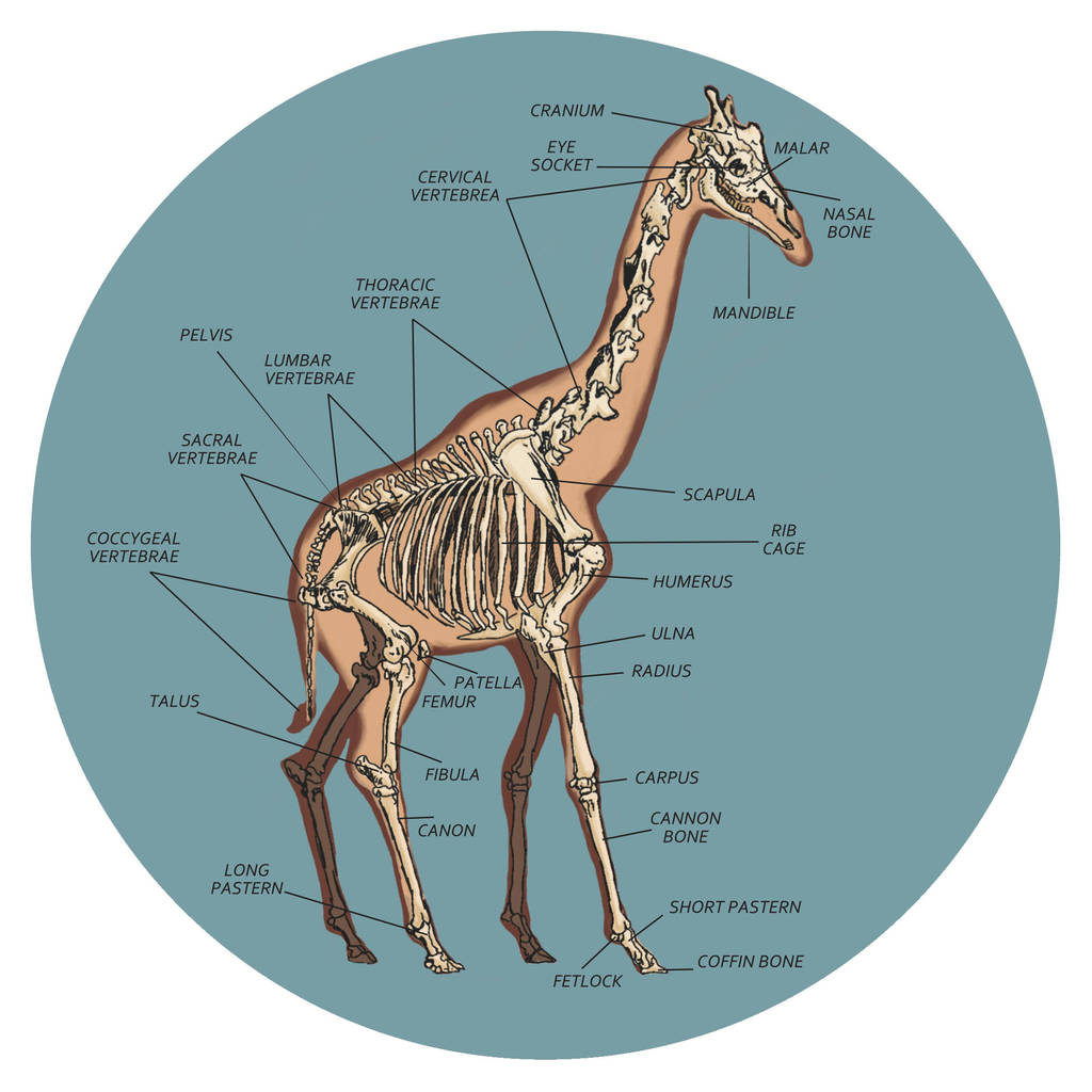 Giraffe Skeleton by izzycreates on DeviantArt