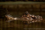Crocodile by DjjFoto