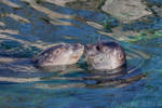 Love is in the air by DjjFoto