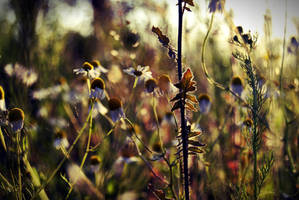 sunshine by onecherry