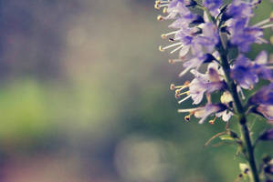 violet everywhere by onecherry