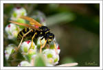 Where's my pollen? by gdab008