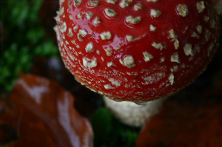 Pretty Shrooms by CentauriTiger