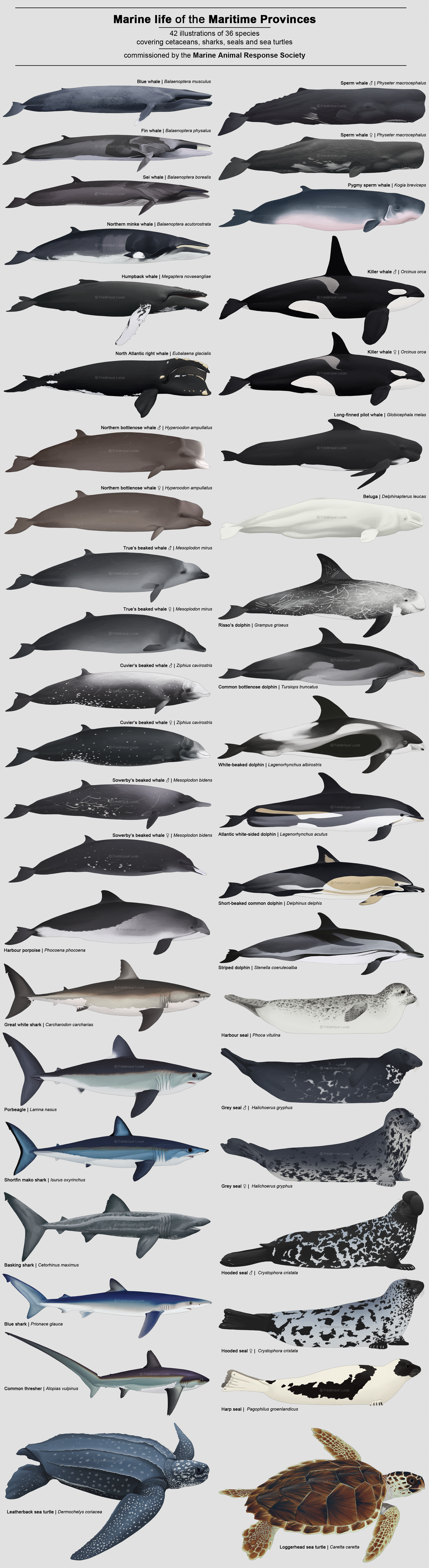 Marine Life of the Maritime Provinces by namu-the-orca
