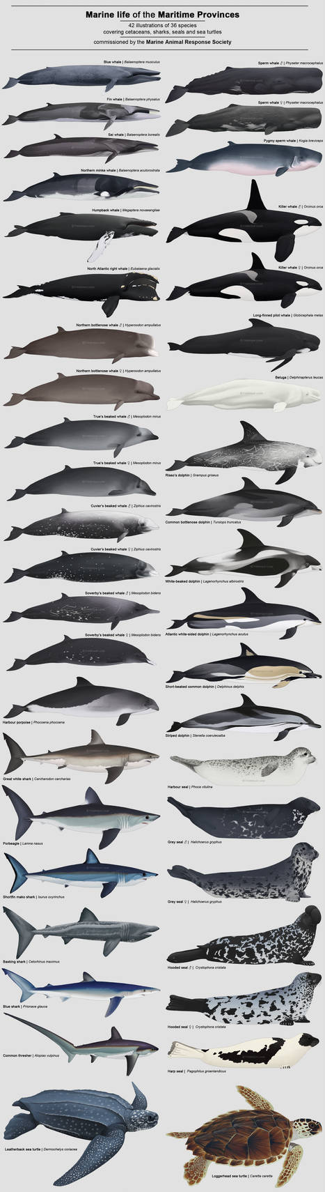 Marine Life of the Maritime Provinces by namu-the-orca