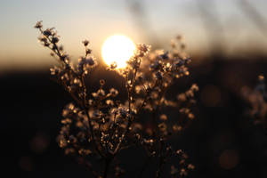 Golden plant by estrar