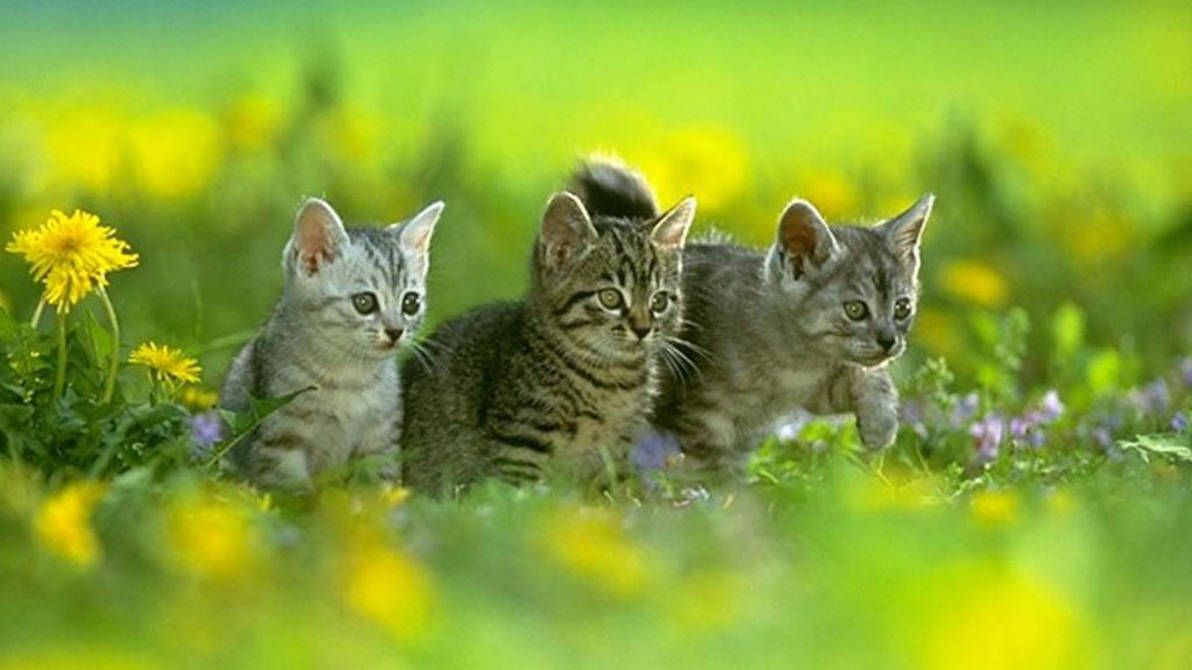 Kitty Cat Wallpaper 6 By Eeveelove101 On Deviantart