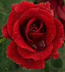 r Rose7 by 7usaM