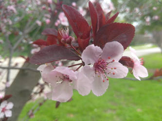 Cherry Blossom #5 by RoachOf98