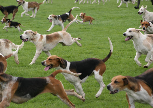 Hunting dogs in full flight by steelriverimages