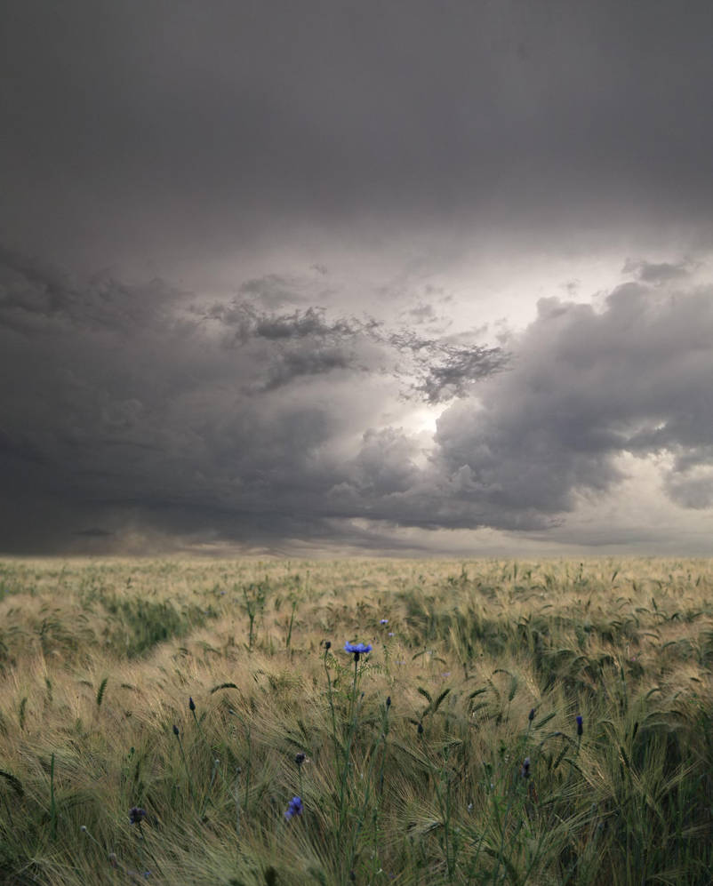 The Field Background by Frederic-Lievre