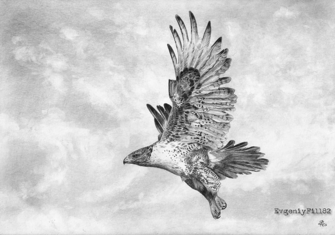 Hawk by evgeniyfill82 Hawk by evgeniyfill82