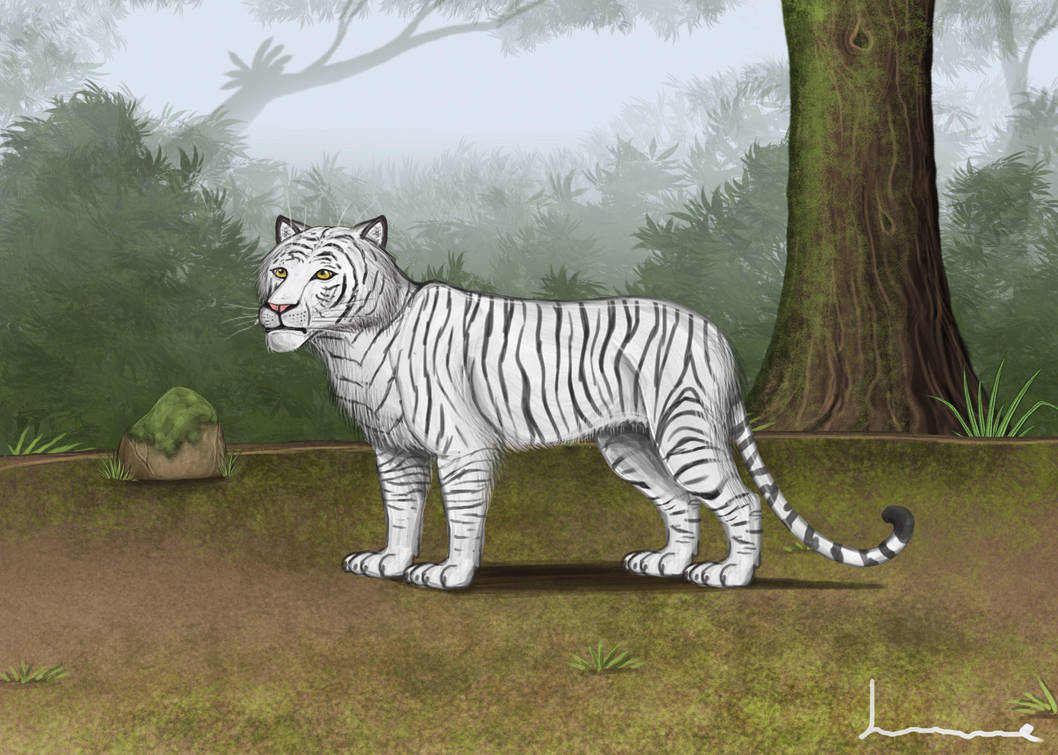 White Bengel Tiger by Louisetheanimator