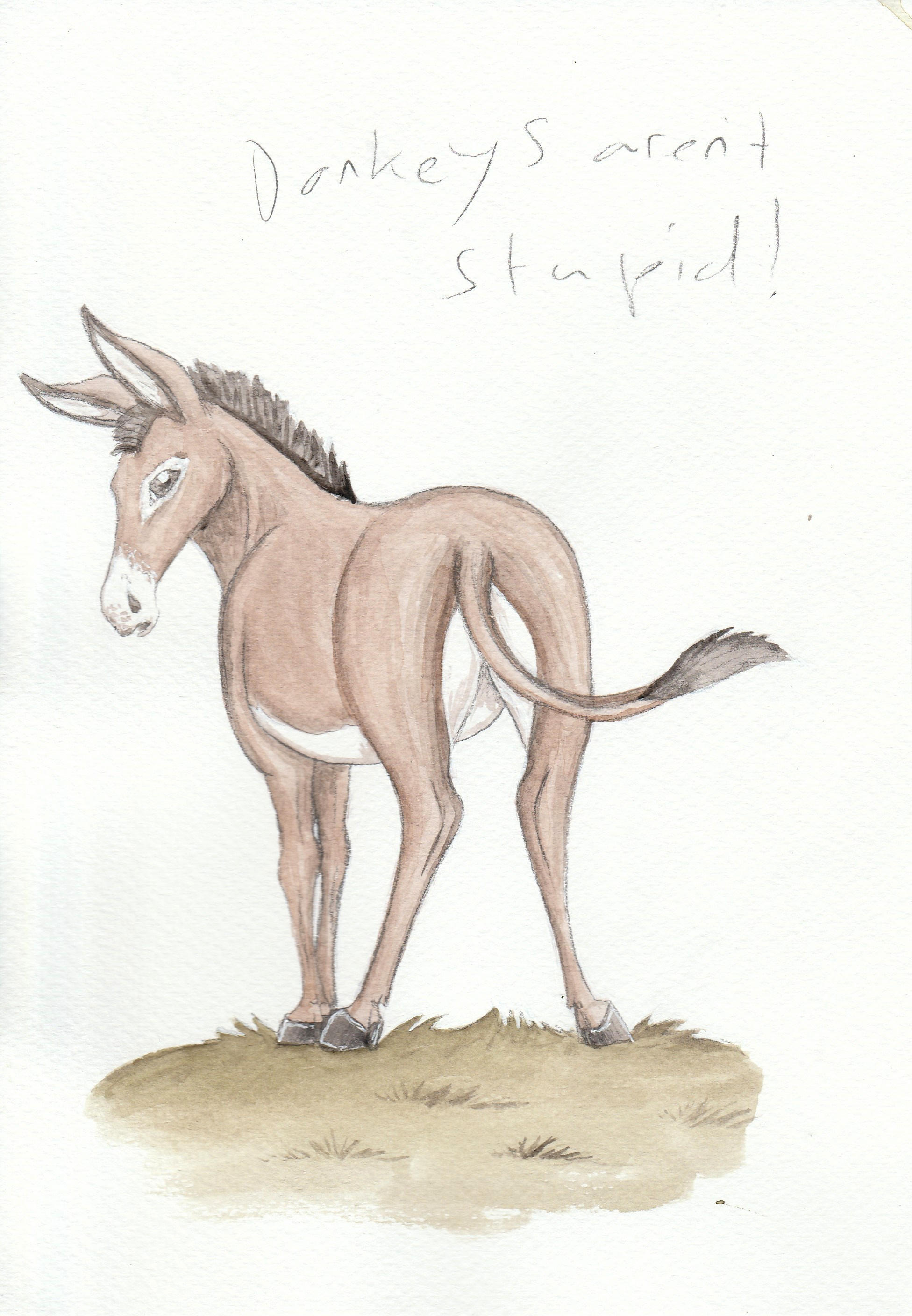 Donkeys Aren't Stupid by Louisetheanimator