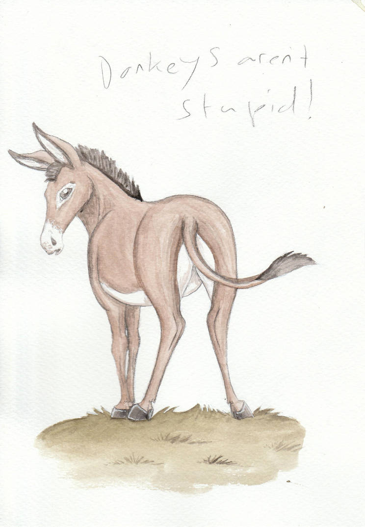Donkeys Aren't Stupid by Louisetheanimator