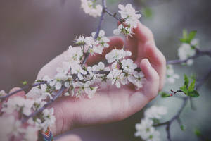 Innocence by yuca-chan