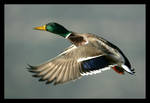 Mallard - Anas platyrhynchos by invisiblewl