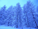 winter trees by ZoleeS